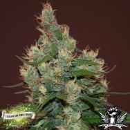 Cream of the Crop Seeds Sour Turbo Diesel